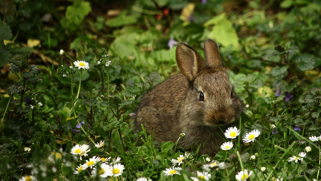 The Rabbits